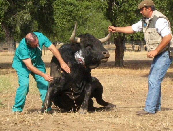 veterinario-toro