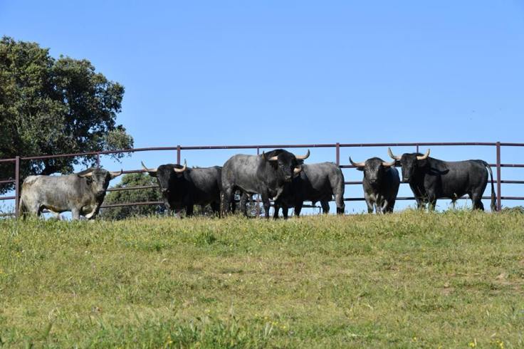 31542902_1919112758101483_2267940790409887744_n