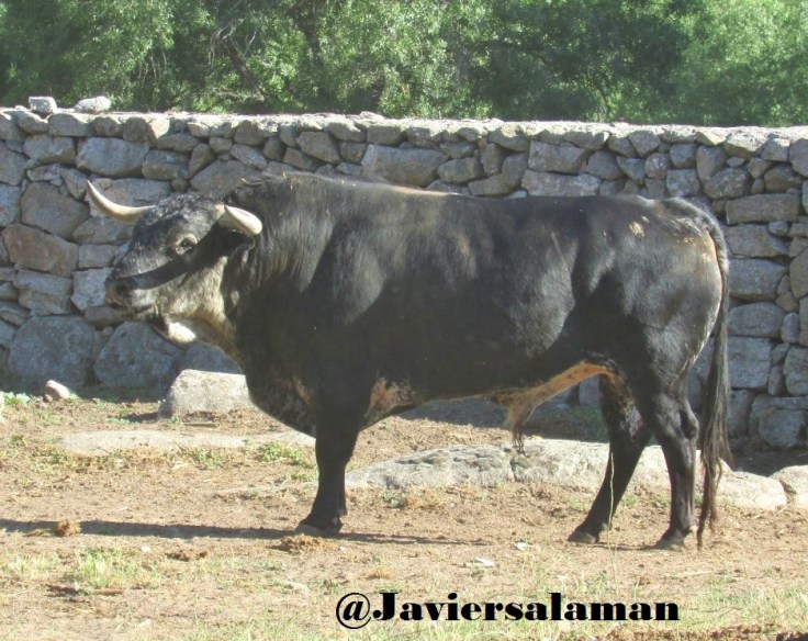 CUAJADO EL CUATREÑO