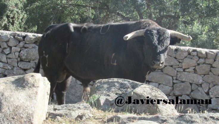 MIRADA SERIA ESTE TORO
