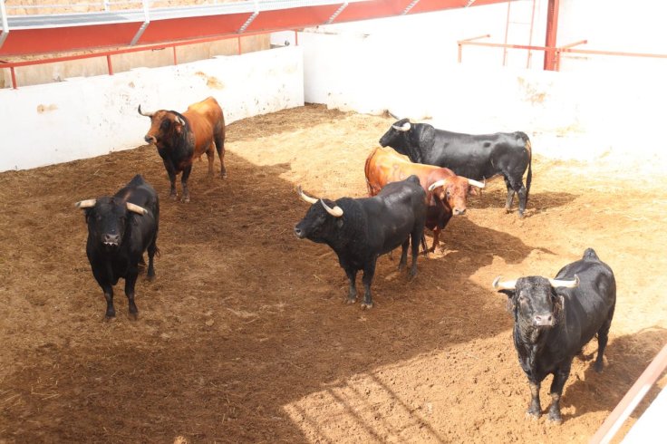 novillos.jpg