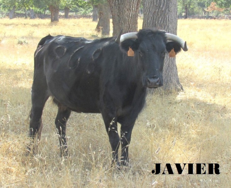 BIEN HECHA ESTA NEGRITA