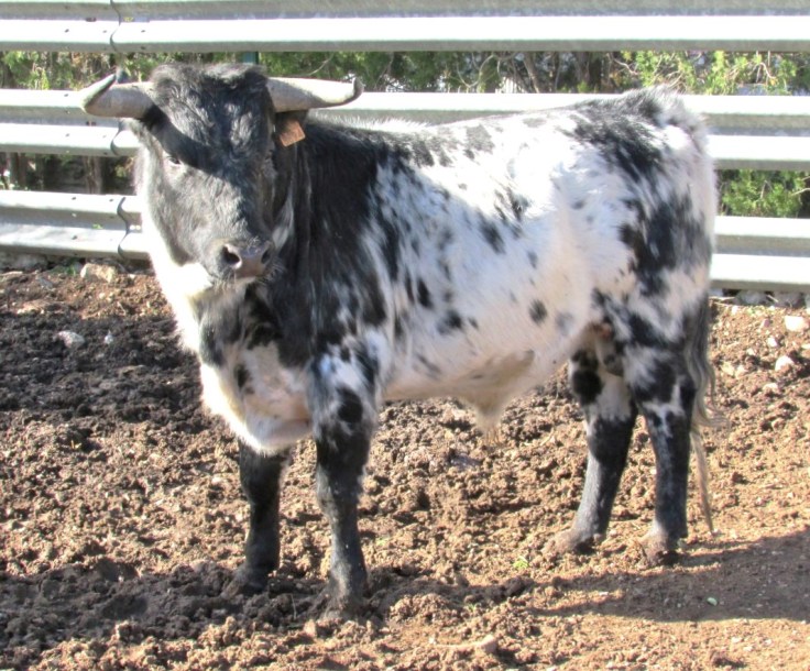 desafiante este novillo