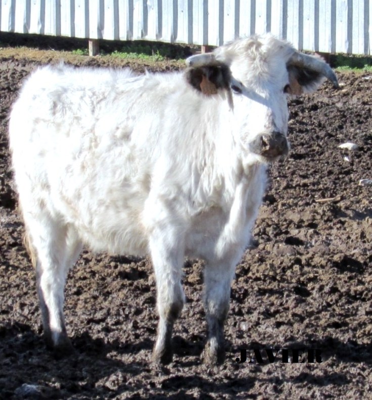 mirona la ensabanada