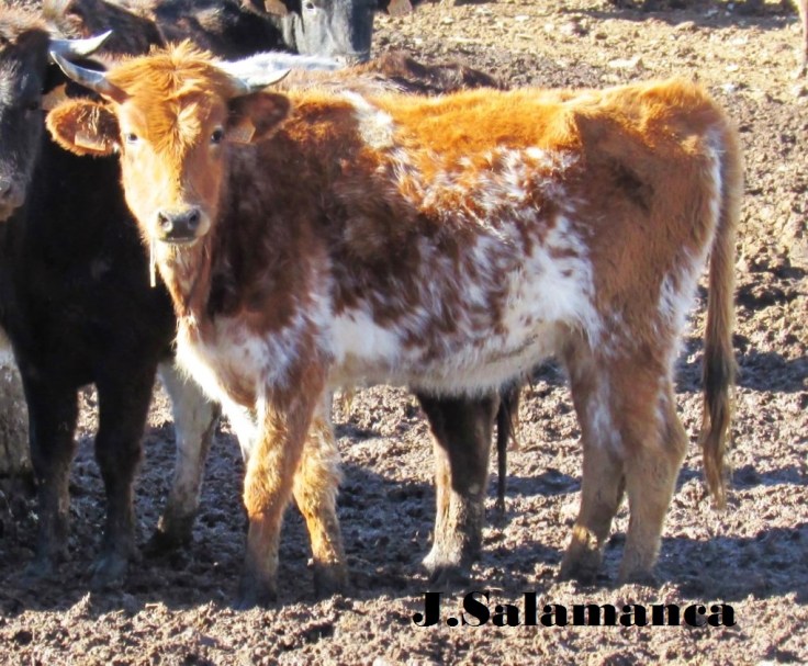 pudiera ser pelaje sardo