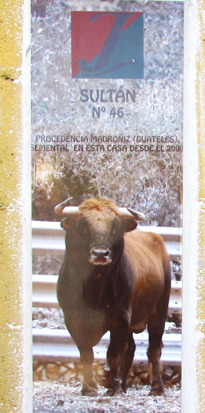 sultan,sigue padreando