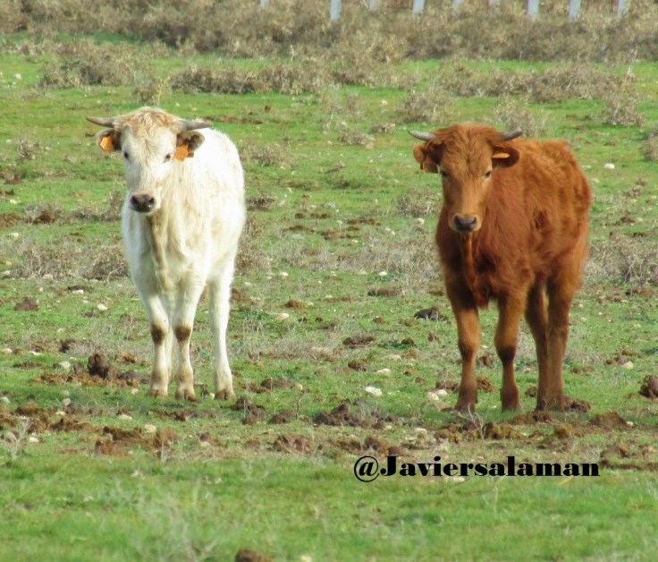BONITA PAREJA DE AÑOJETES