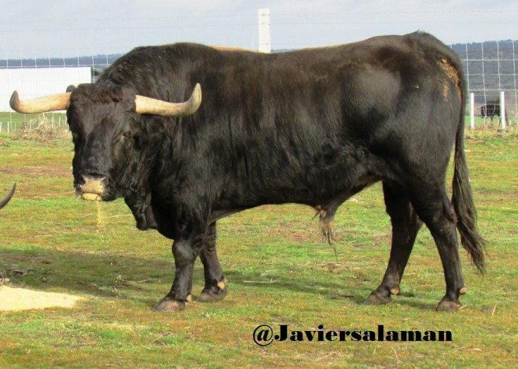 EL SEMENTAÑ PALIQUE