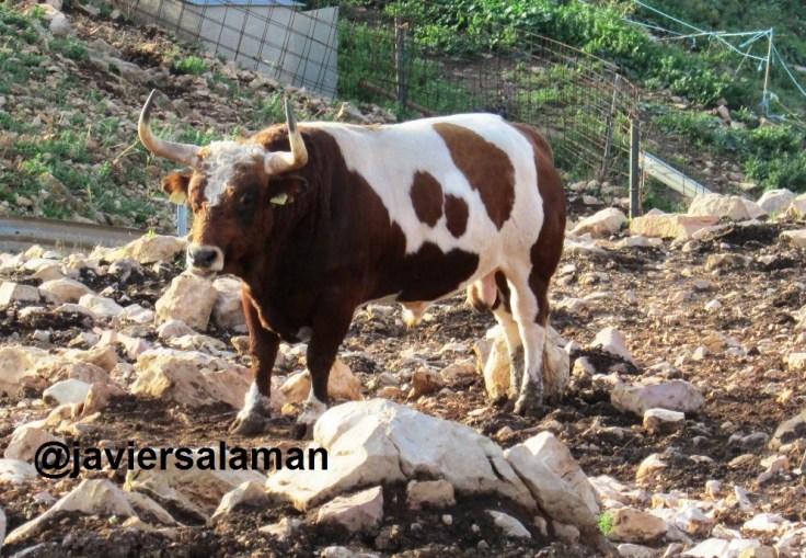 TORAZO, DE GERMAN VIDAL