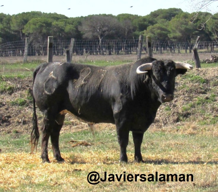 CERRADITO ESTE DE CUERNA