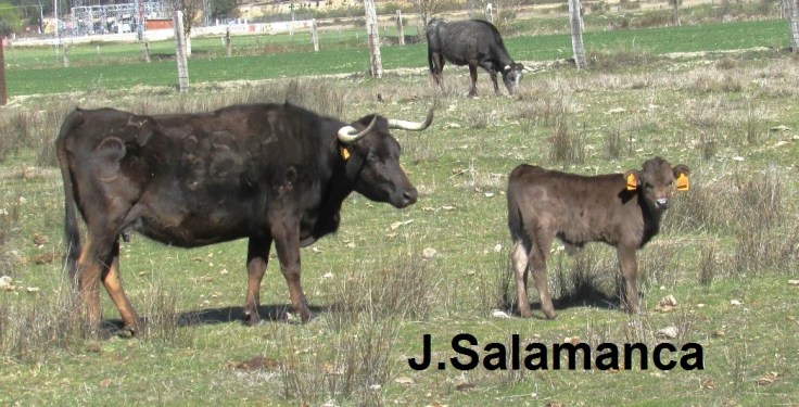 MADRE CUIDANDO DE SU HIJO