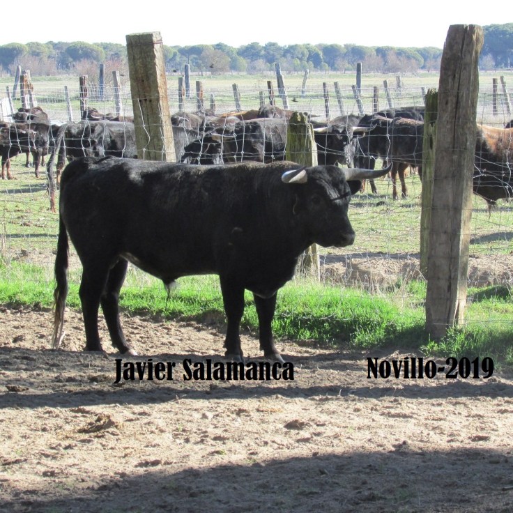 NOVILLO EN TIPO