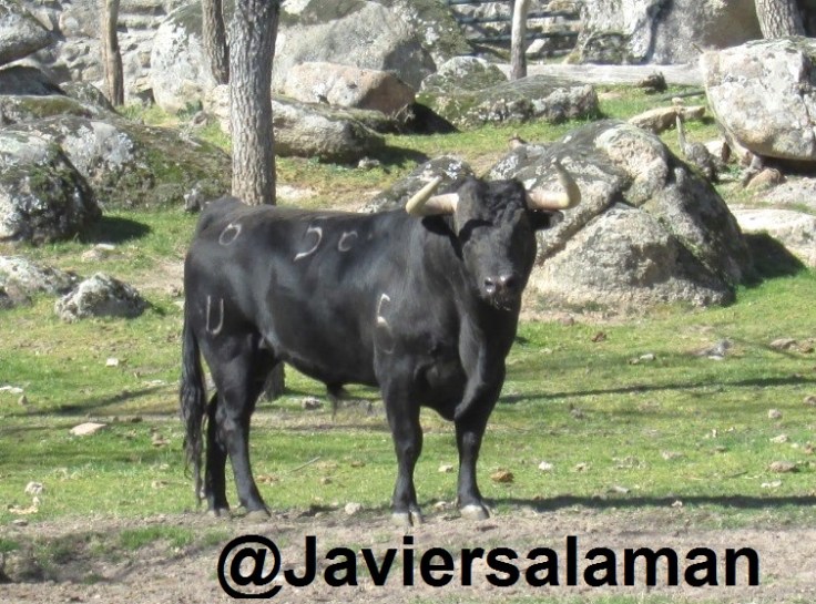 PRECIOSO TORO,PARA FRANCIA
