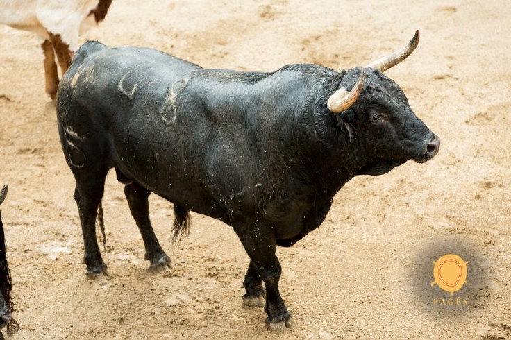 60026765_2546228248723542_5803199552240484352_o