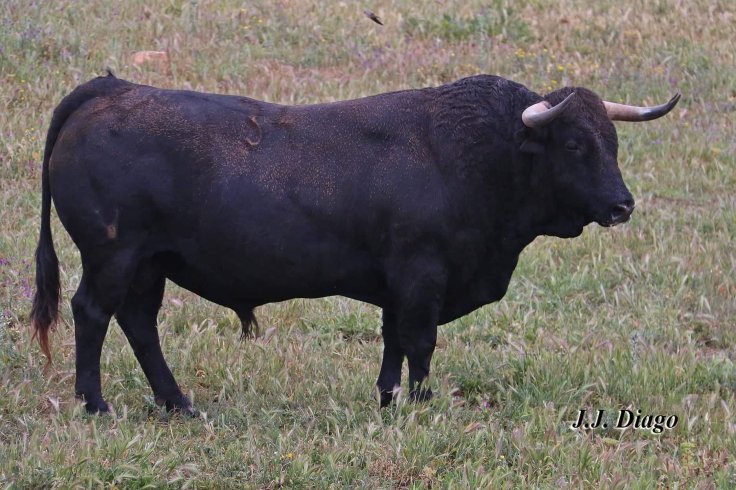 61933254_2490713350950067_1358839790308425728_o