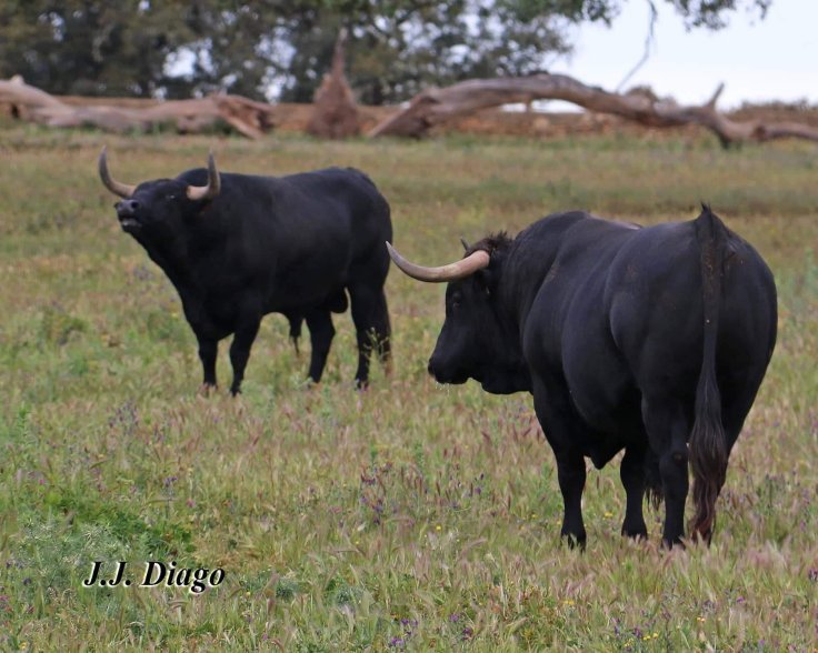 62106741_2490714294283306_4224459296097697792_o