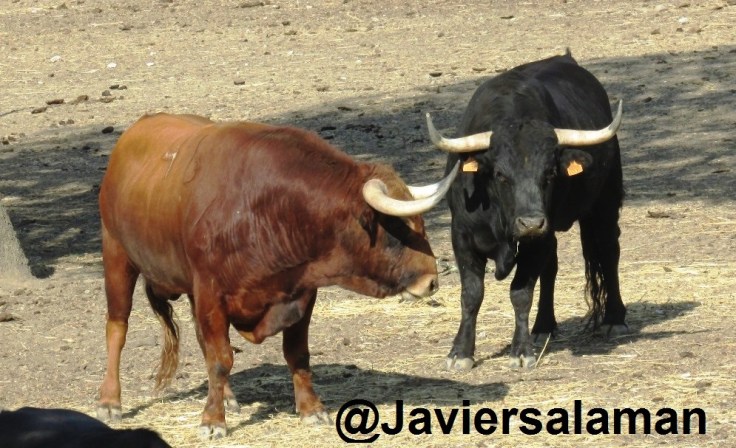 DOS PAVOS PARA N2020