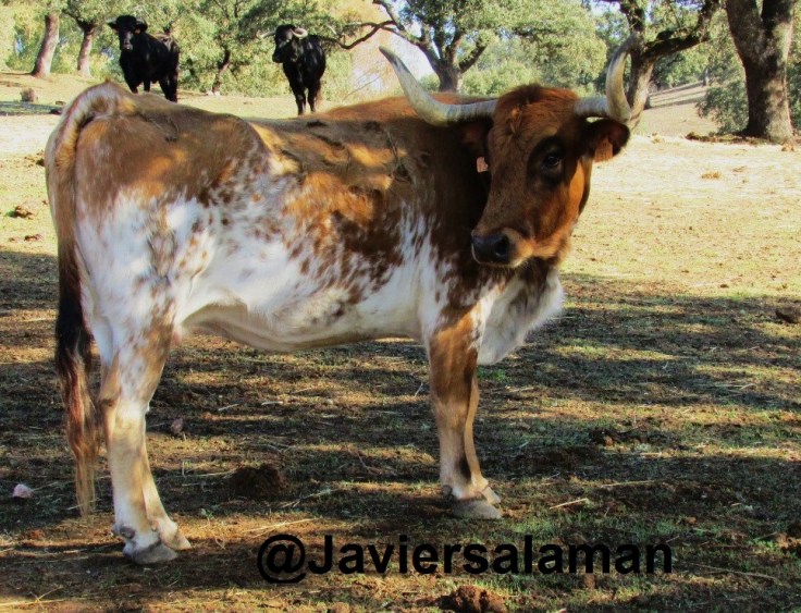 PARA EXPERTO EN PELAJES