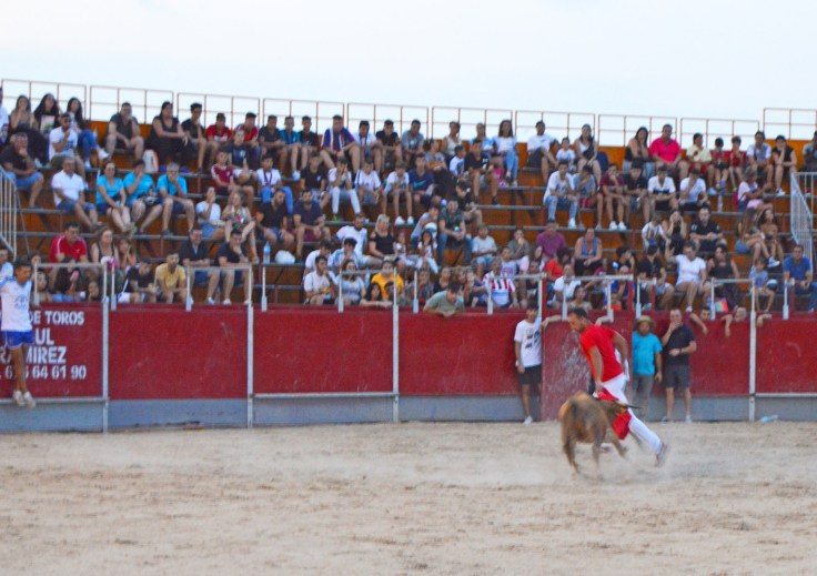Fiestas-LTC-suelta-vaquillas1