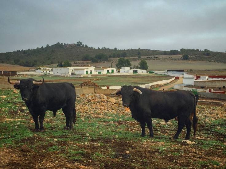 15325260_1835468263356982_1076741629504801350_o