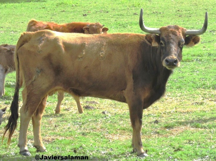 PRECIOSA VACA