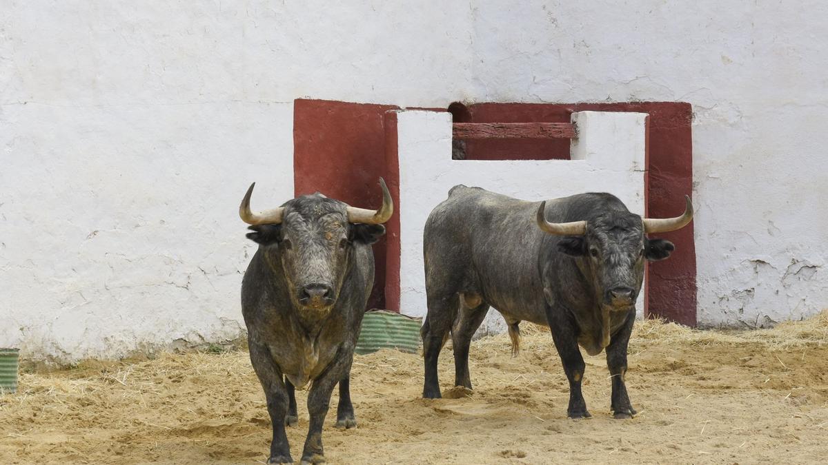EL 12 DE MAYO TOROS DE ADOLFO MARTÍN EN YECLA – El Muletazo